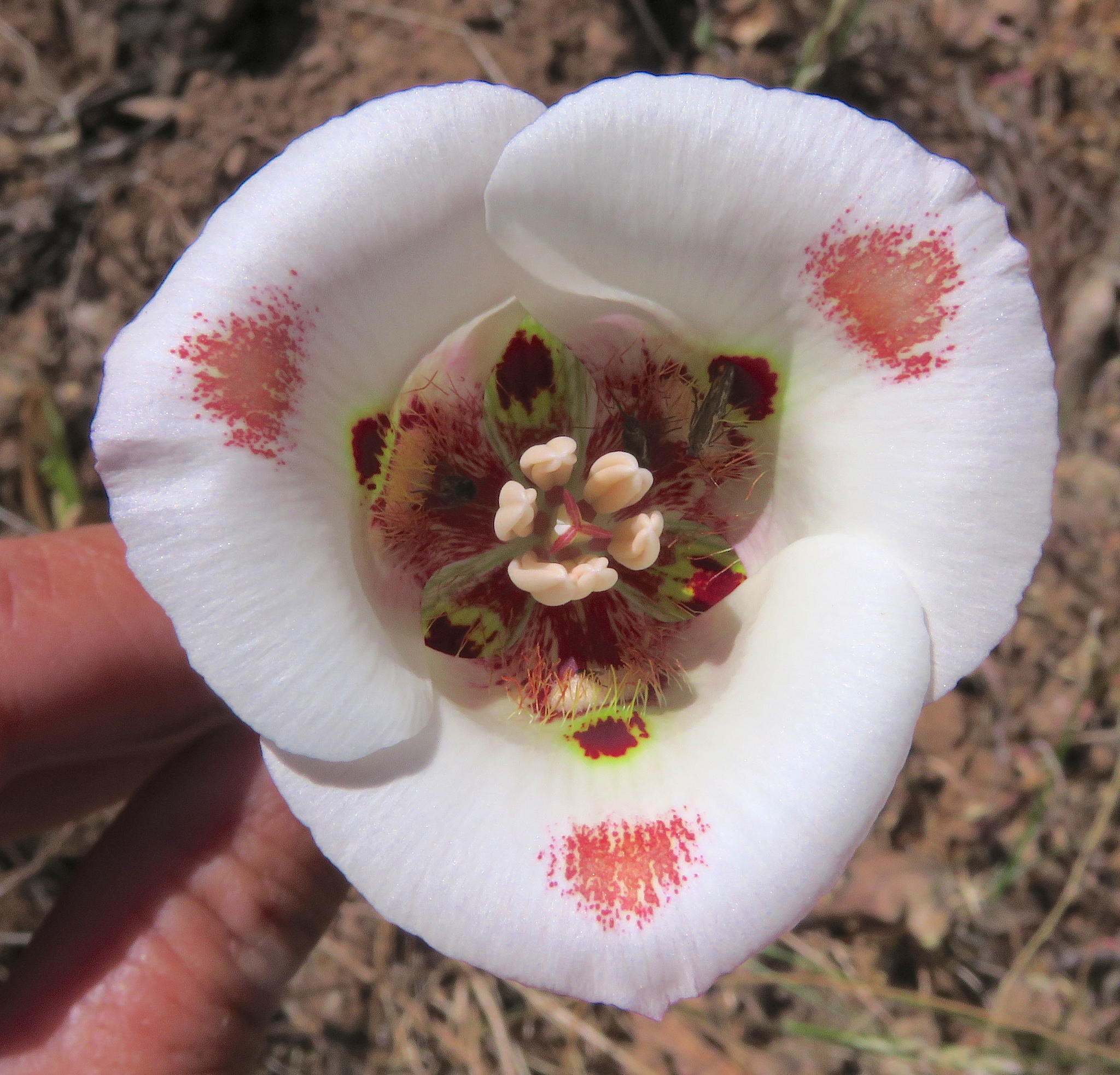 Calochortus venustus