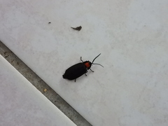 Pyrocoelia formosana