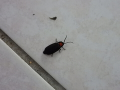 Pyrocoelia formosana