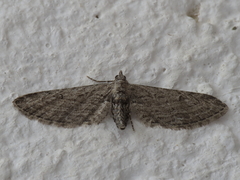 Eupithecia unedonata