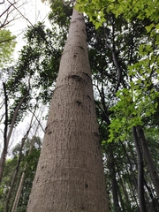 Liriodendron chinense