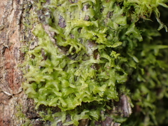 Metzgeria temperata