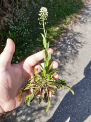 Noccaea caerulescens