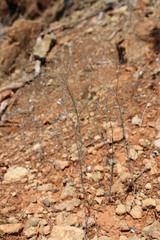 Hesperolinon spergulinum