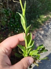 Noccaea caerulescens