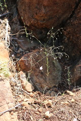 Hesperolinon spergulinum