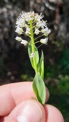 Noccaea caerulescens