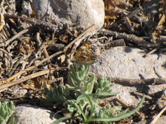 Phyciodes phaon phaon