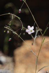 Hesperolinon spergulinum