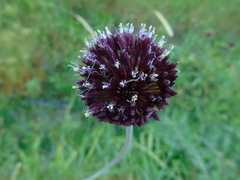 Allium amethystinum
