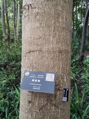 Liriodendron chinense