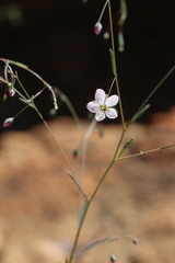 Hesperolinon spergulinum