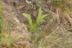 Veratrum nigrum