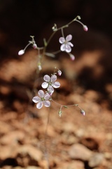 Hesperolinon spergulinum