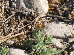 Phyciodes phaon phaon