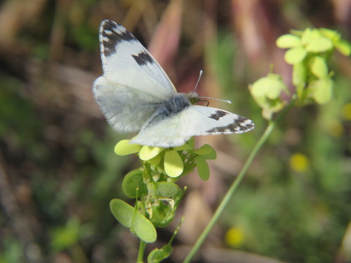 Western Dappled White