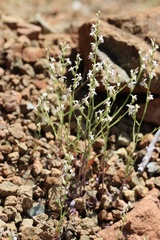 Streptanthus barbiger