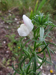 Misopates calycinum
