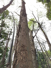 Pteroceltis tatarinowii