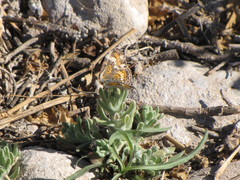 Phyciodes phaon phaon