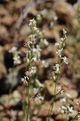 Streptanthus barbiger