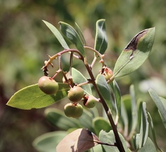 Arctostaphylos bakeri sublaevis