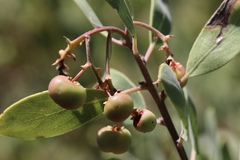 Arctostaphylos bakeri sublaevis