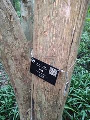 Pteroceltis tatarinowii