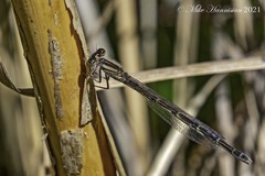 Enallagma durum