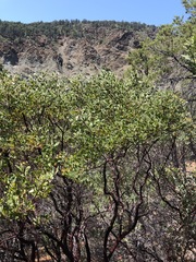 Arctostaphylos bakeri sublaevis