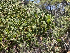 Arctostaphylos bakeri sublaevis