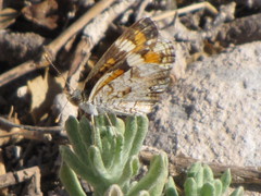 Phyciodes phaon phaon