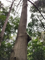 Magnolia zenii