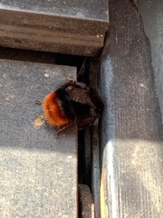 Bombus lapidarius