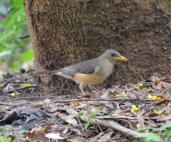 Turdus pelios