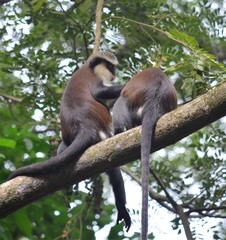 Cercopithecus mona