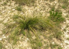 Nolina texana