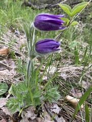 Pulsatilla montana