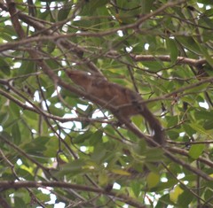 Heliosciurus rufobrachium