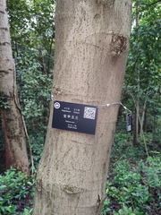 Magnolia zenii