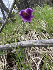 Pulsatilla montana