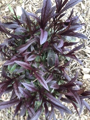 Lysimachia clethroides