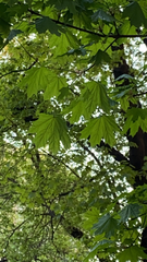 Acer platanoides