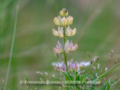 Lupinus gredensis
