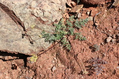 Cymopterus terebinthinus californicus