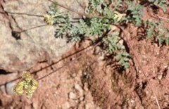 Cymopterus terebinthinus californicus