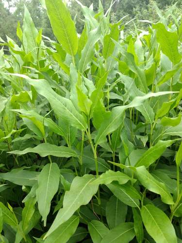 iNaturalist observation photo of knotweeds, smartweeds, and waterpeppers