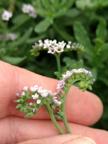 iNaturalist observation photo of alkali heliotrope