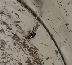 Evarcha denticulata