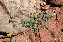 Cymopterus terebinthinus californicus